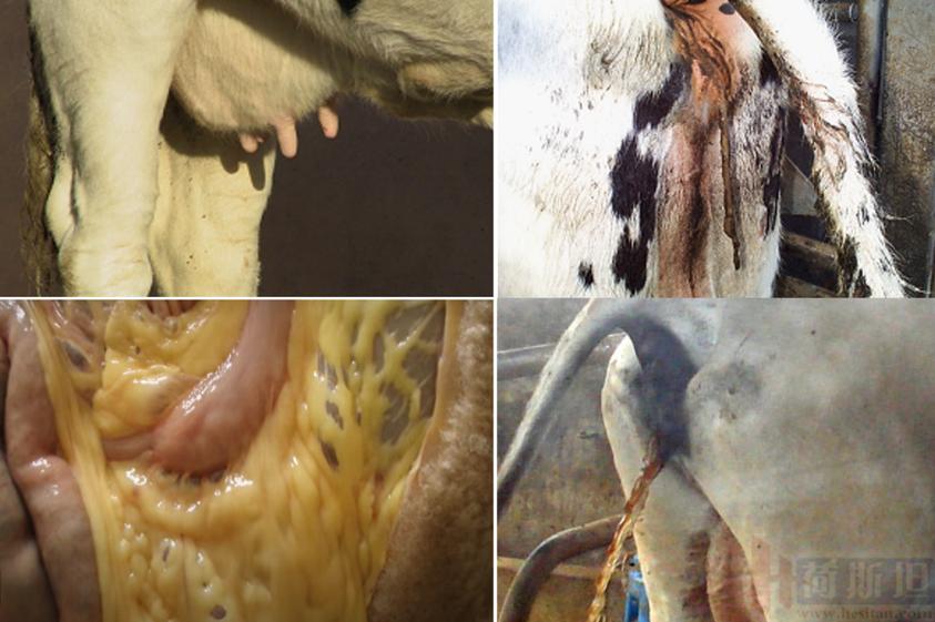 张廷青,张廷青简介