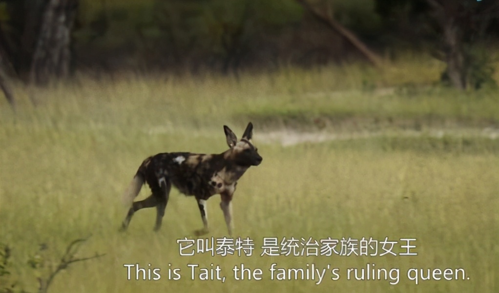 顶级捕猎者狩猎场面,狼群捕猎瞬间