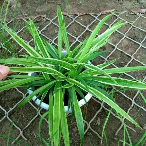 家庭盆栽金边吊兰的养护方法,金边吊兰怎么养才能更旺盛长得快