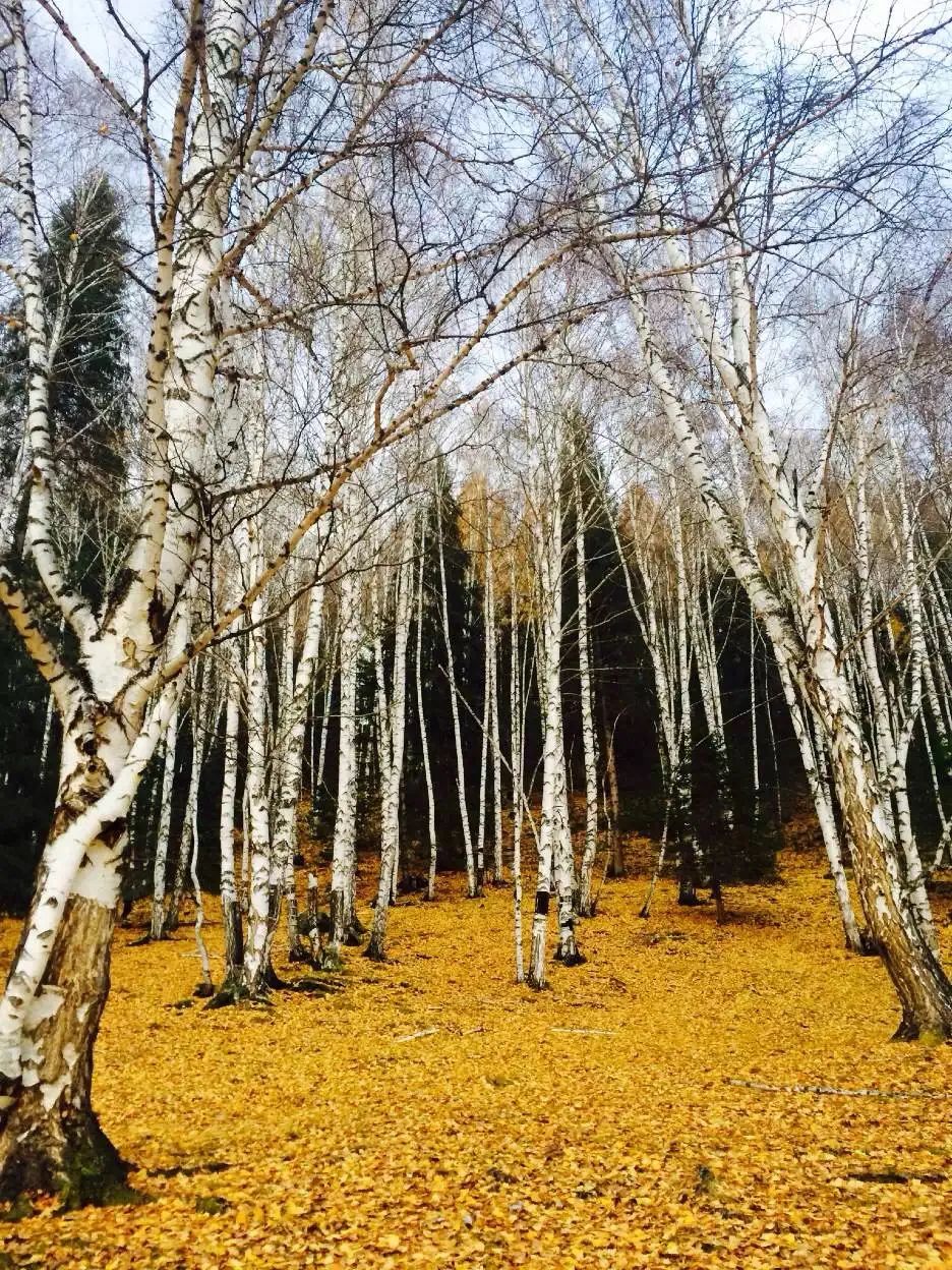 抖音做完酒店,又开始做旅行社“*梦春**”