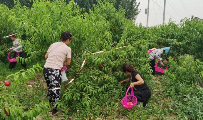 静海端午,静海夏季水果