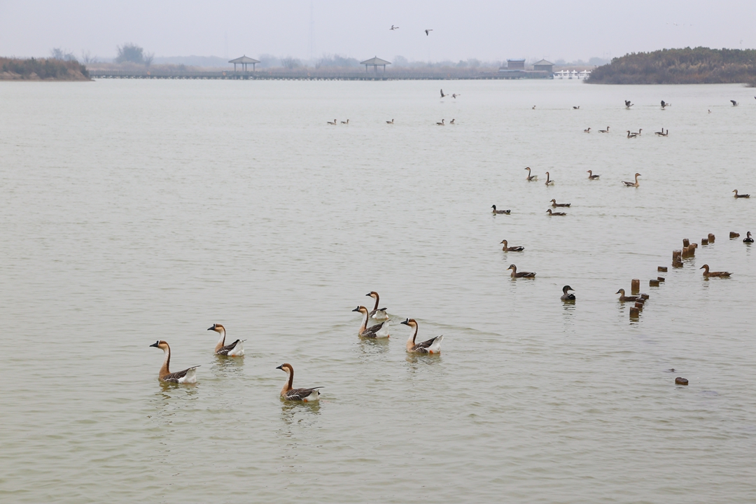 鸟类都会飞往南方过冬吗,鸟类全球迁徙
