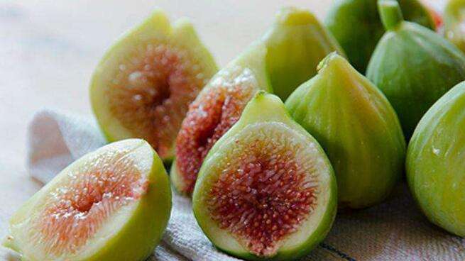 无花果被称为生命之果,生命之树盆栽