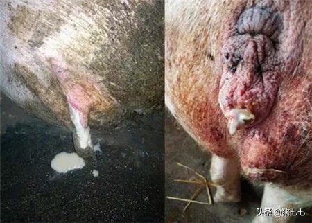 如何解决母猪产后不吃食,母猪产后不吃料怎么处理