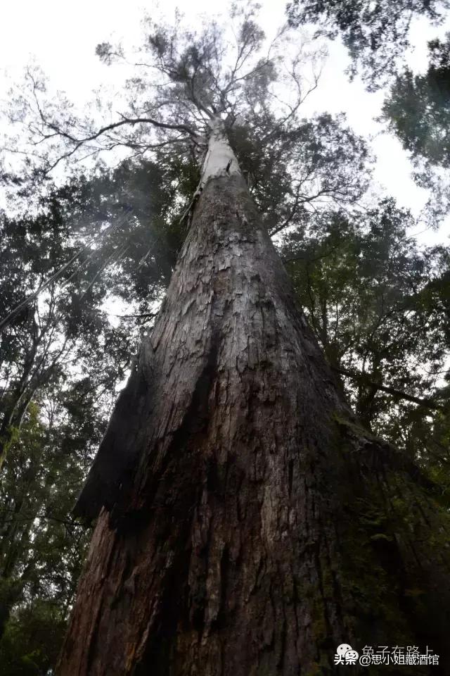 去澳洲旅游必备路线,去澳洲10天的自驾游的攻略如何做