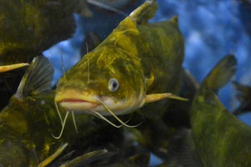 黄颡鱼肝胆病多发、体色异常等代谢疾病怎么办？胆汁酸给你答案！