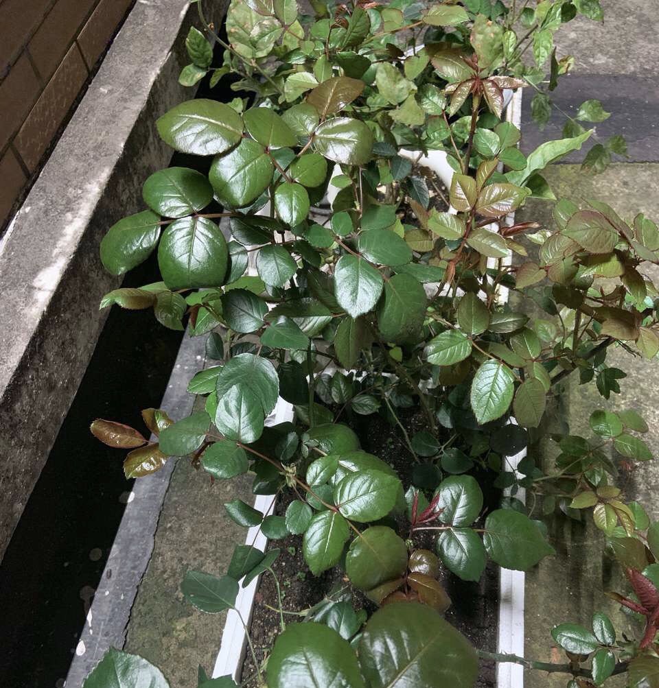 养花得了蚜虫蚧壳虫小黑飞,水里“加点它”,统统“灭干净”