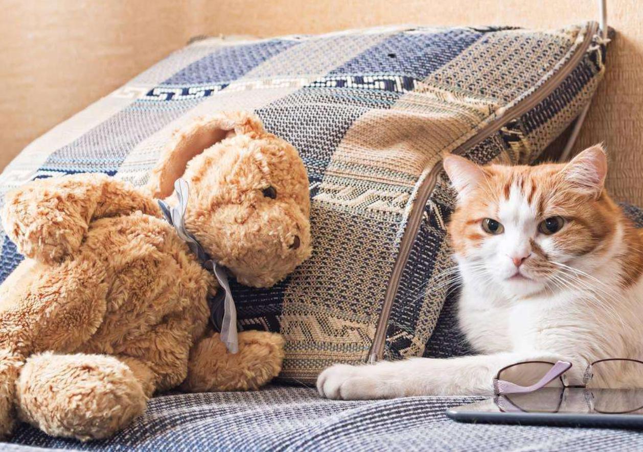 猫咪胆子小看见人就跑怎么办,猫咪胆子很小见人就吓尿