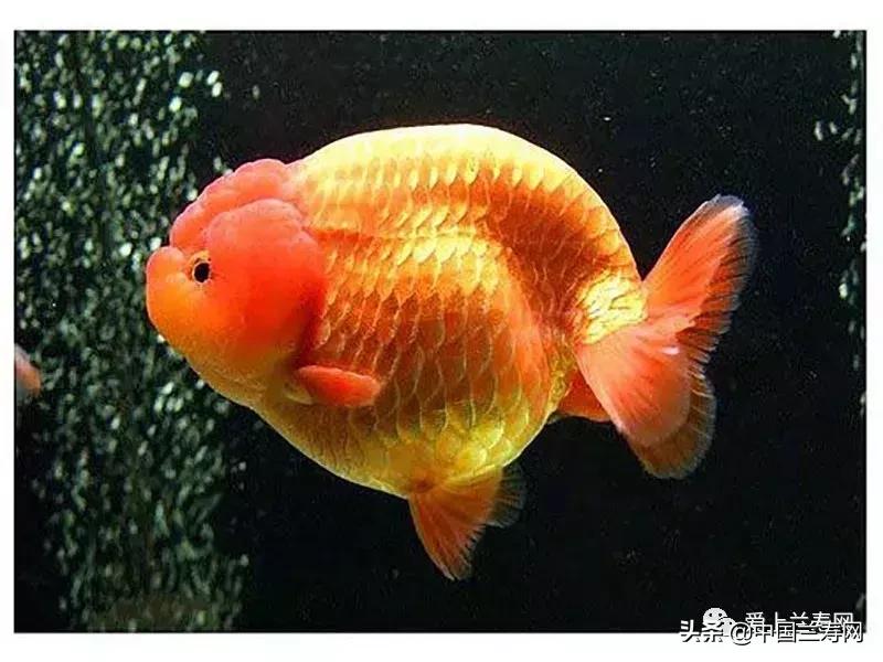兰寿金鱼鲨鱼鳍品种图片大全,金鱼泰狮与兰寿是一个品种吗