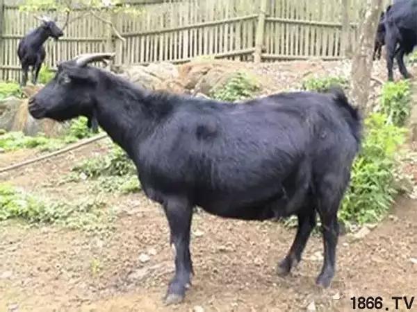 最厉害的10种羊,最好的种羊是什么品种呢