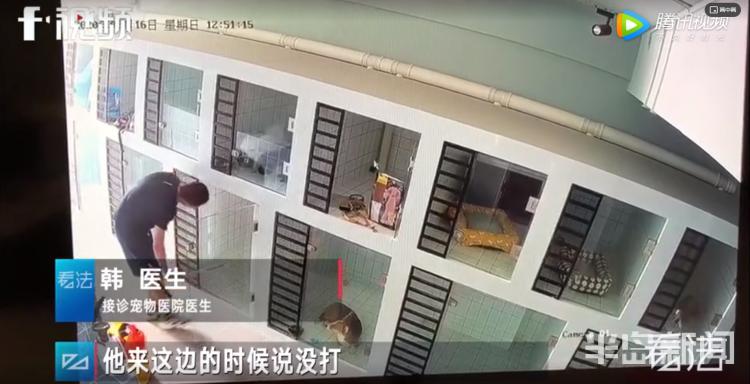 青岛宠物店柯基寄养被打死,狗在宠物店猝死