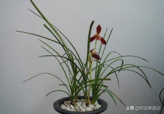 适合室内养的兰花品种有哪些,家里最适合养的十种兰花