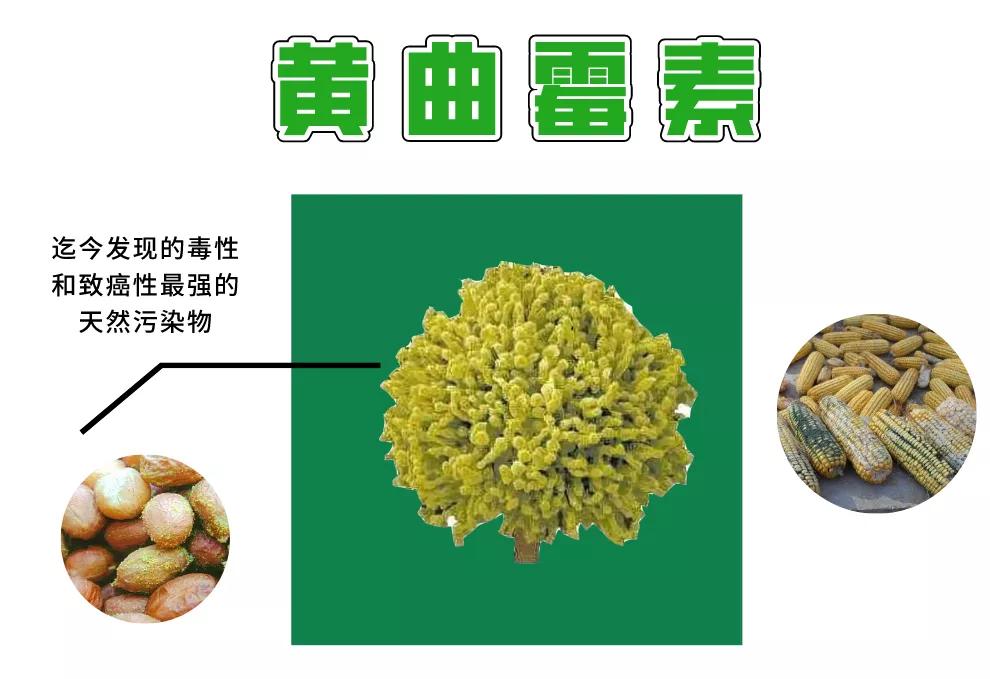 一家9口人食物中毒,一家9口食物中毒最新