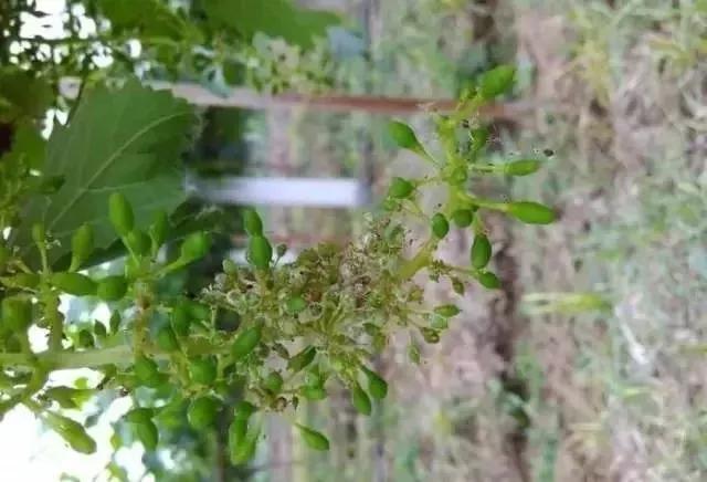 葡萄红蜘蛛病害图片,葡萄病害常用杀菌剂