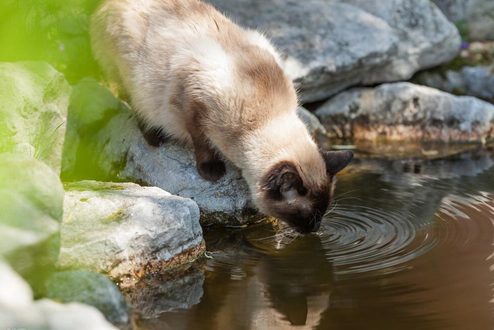 猫咪不爱喝水怎么办,猫咪不爱喝水怎么办搞笑
