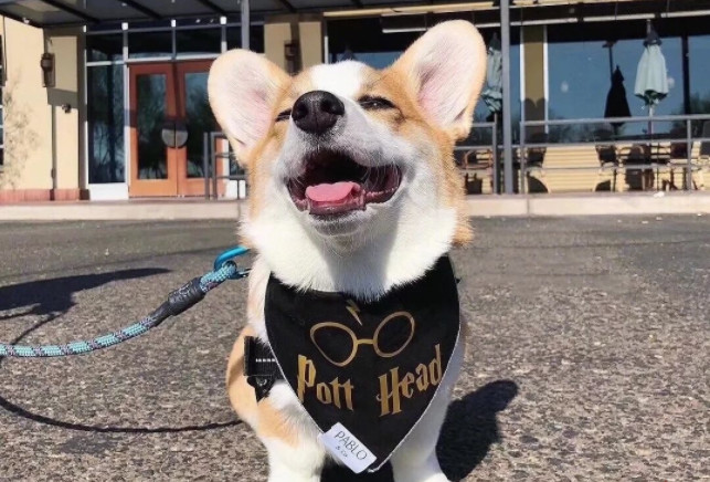 辟谣狗狗,狗狗辟谣