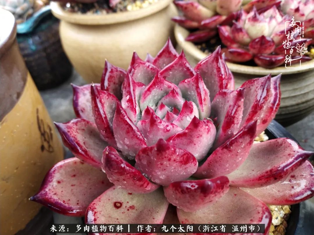 景天、球和龙舌兰，只要是多肉，都喜爱