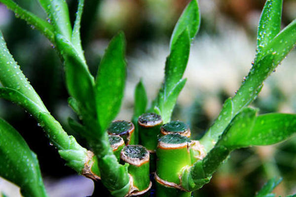 巴西木的叶子太长怎样修剪,巴西木发芽徒长了可以修剪吗