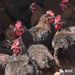 十大特色扶贫产品,第十七批全国扶贫产品名录