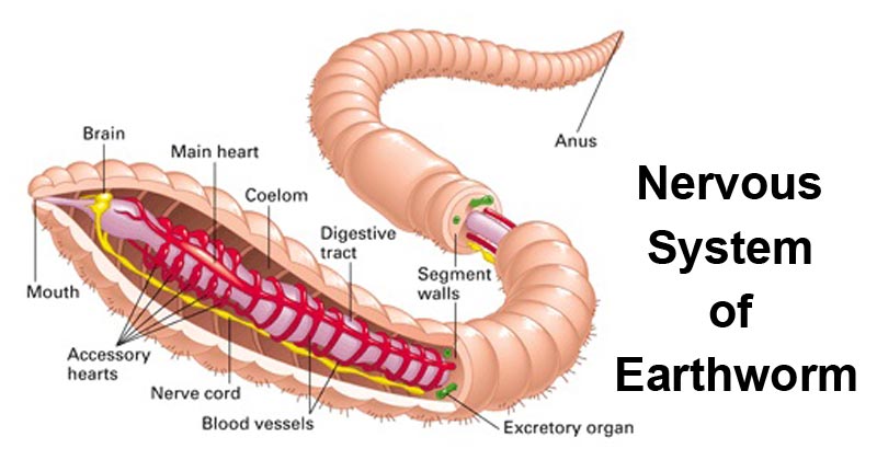 云南虫谷不死虫怎么死的,霍氏不死虫怎么产生的