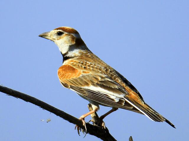 想养鸟怎么省钱,想养鸟是什么性格