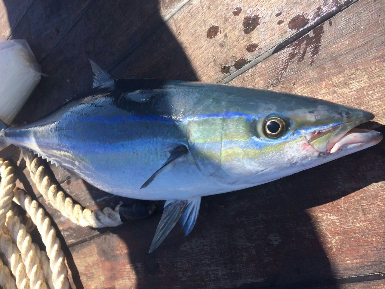 海钓是一种乐趣,体验不一样的海钓乐趣