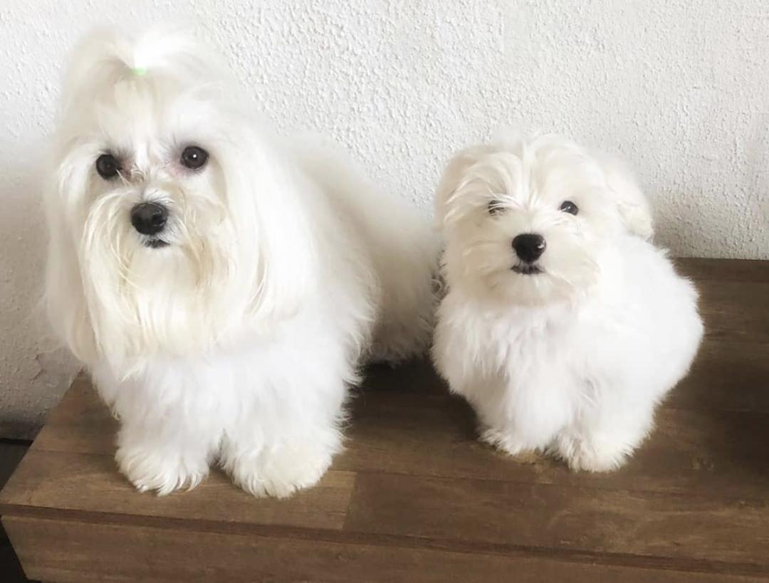 盘点二十种忠爱满世界的萌犬,萌犬系列都有啥