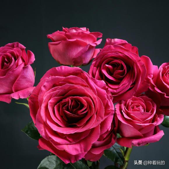 七夕礼物送什么好,七夕礼物送什么推荐