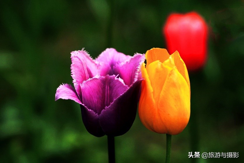 郁金香诗句经典五言,郁金香古诗词