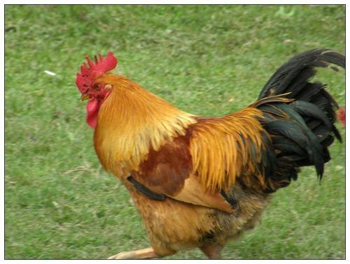 农村大棚种植和人工养殖项目,农村比较赚钱的种植养殖项目