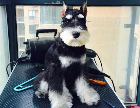 雪纳瑞的优缺点适合什么人群饲养,比熊泰迪雪纳瑞哪个优点多