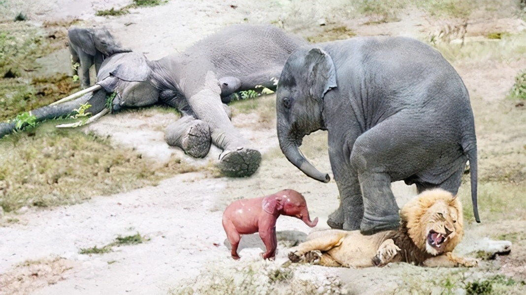 为何公象会强上犀牛？大象的交配与繁殖，奇怪的知识又增加了