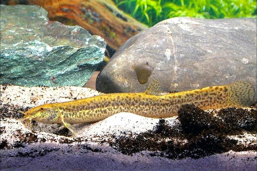 野生泥鳅品种图片大全大图,最大的泥鳅图片大全