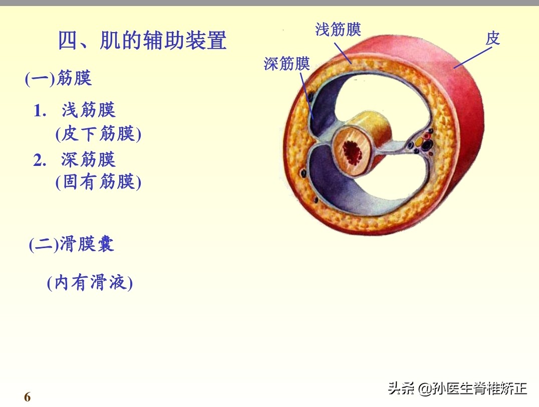 系统解剖学骨学ppt课件,解剖学基本知识ppt课件