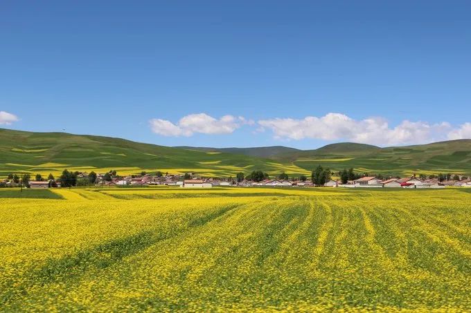 青海湖攻略学生,绵阳自驾去青海湖的攻略