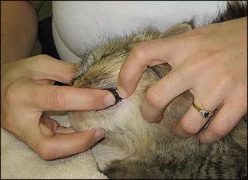 猫咪得了牙病非常危险，本文教你3步快速，让你的猫咪习惯刷牙