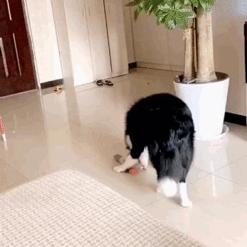 搞笑视频,搞笑动图gif猫咪