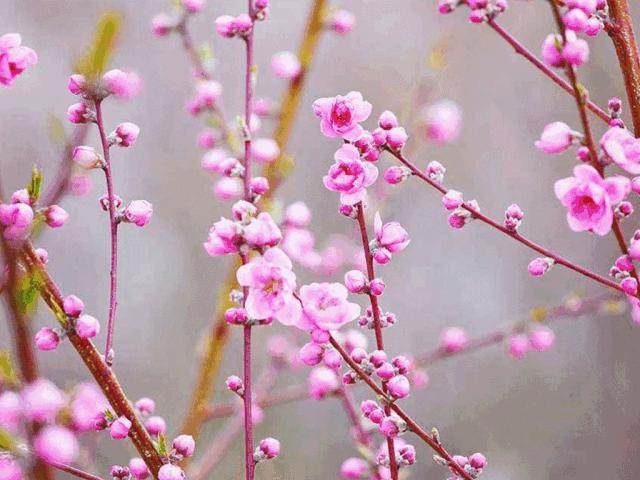 够传统！年味满满的手写挥春，竟然可以免费送？