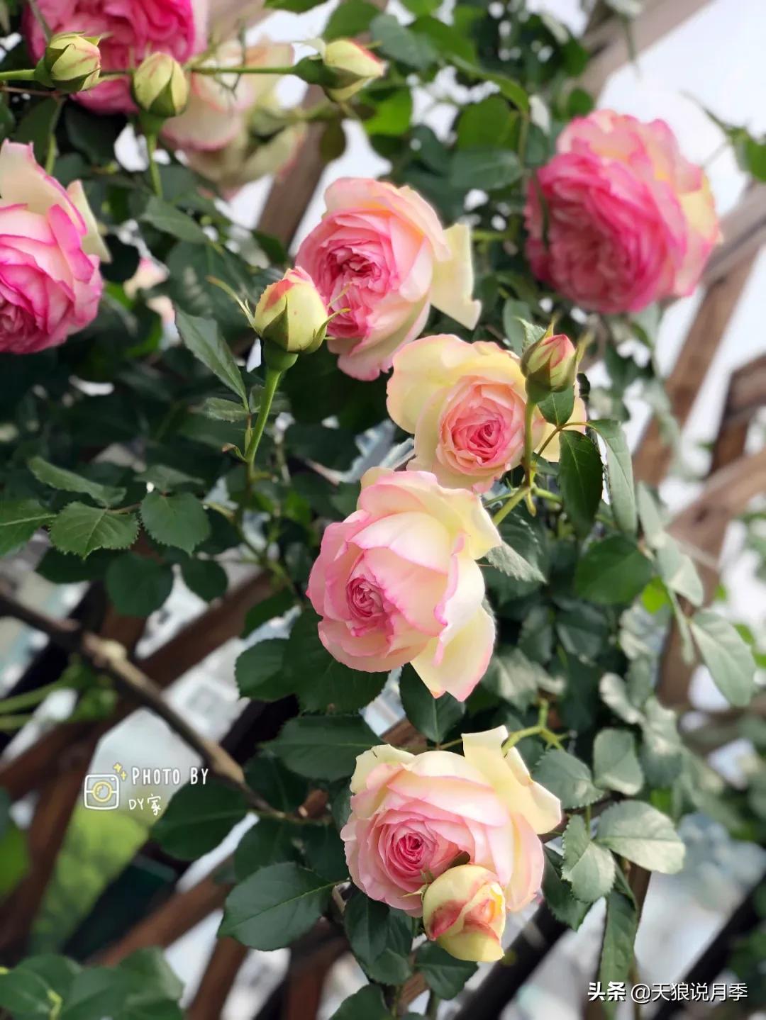 月季花是时候展现真正的技术了 (开春的第一波月季花就这么过去了)