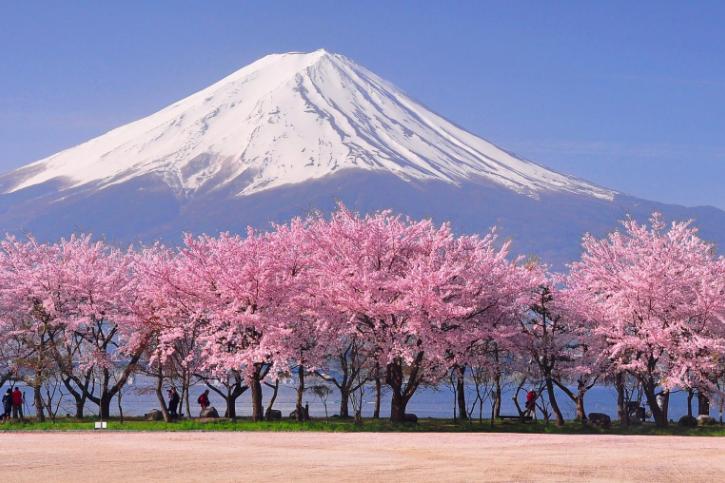 世界上最美丽的10种花,世界上最美的十大植物