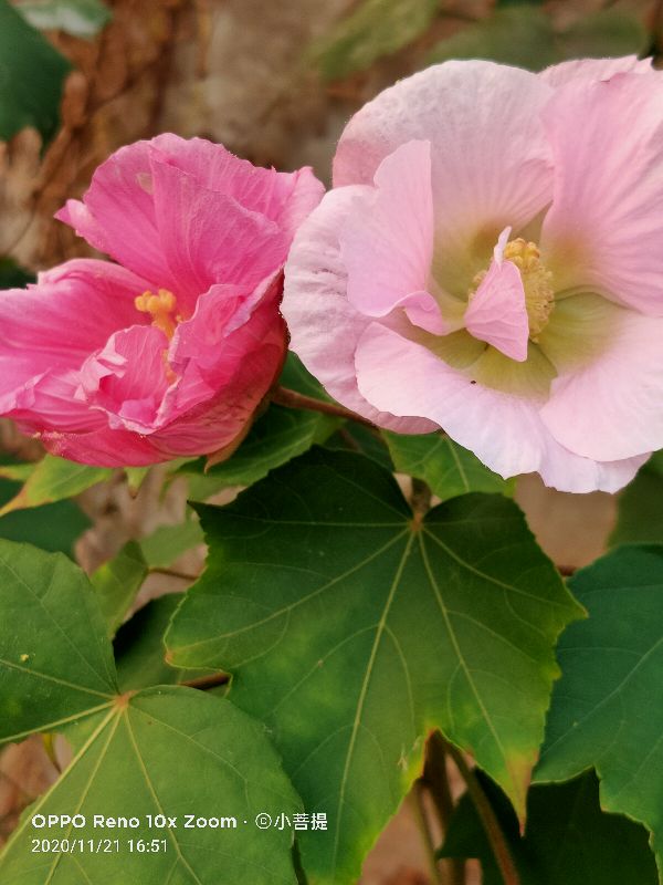 这种花通常用来比作美丽的女子，有人拿来做药，还有人当野菜吃
