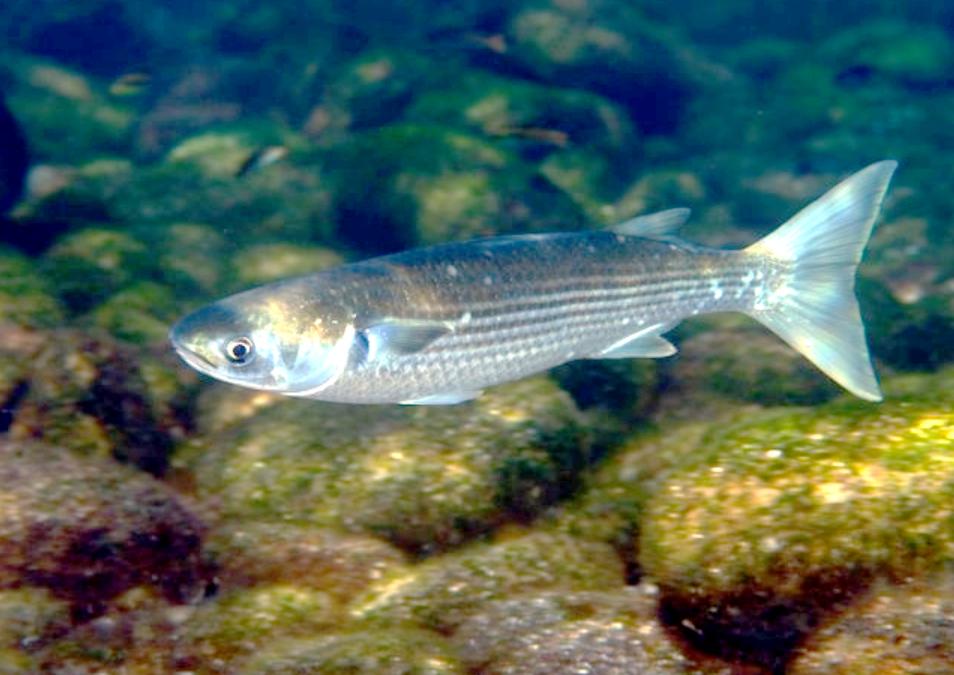 鱼的性腺好吃吗,鱼的生殖腺在哪儿