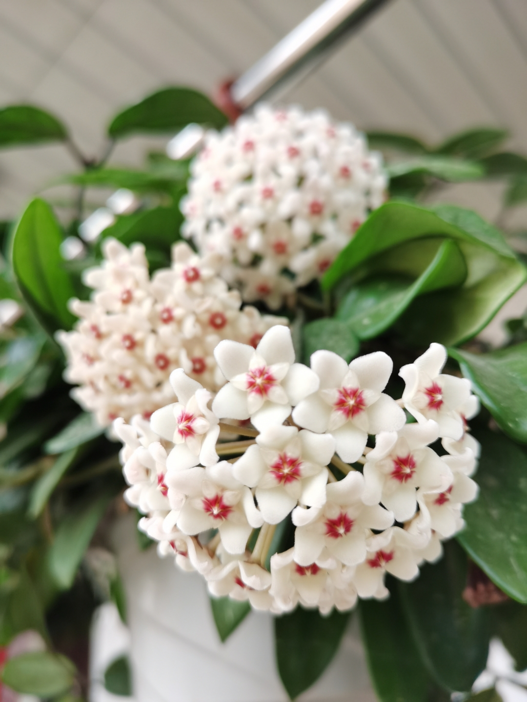 家里养兰实用技艺,如何养球兰能开花