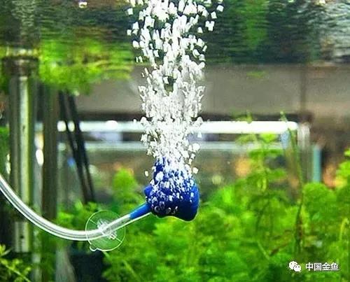 忘记喂鱼怎么办,喂鱼每天必须做的事