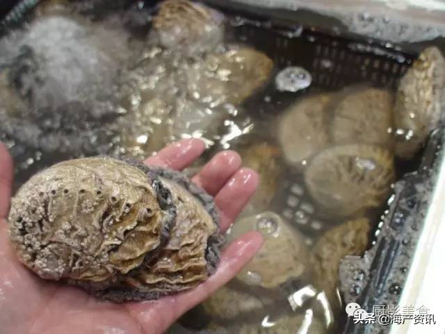 这些外形奇葩而味道超级赞的海鲜,广东十大硬核海鲜品种