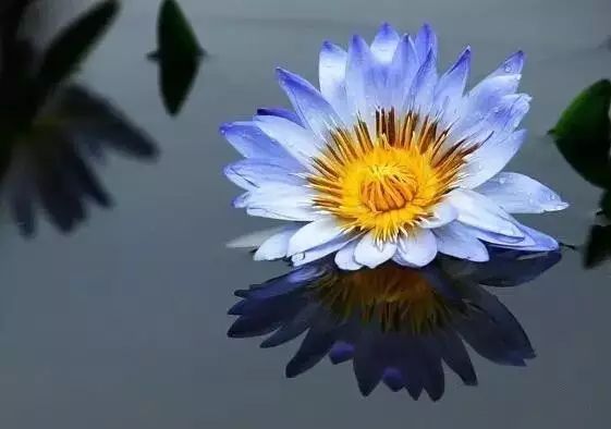 世界十大漂亮名贵花卉,植物研究世界名贵花卉