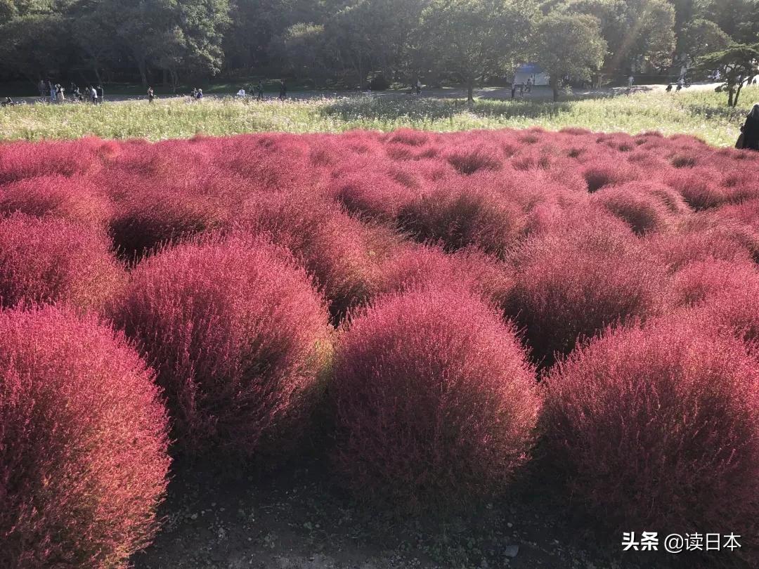 日本茨城连续7年被评魅力最低，可看了真实的她之后，我被美哭了