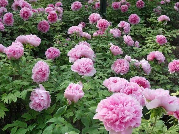 中国花协推荐牡丹为国花评述,中国花卉协会牡丹国花