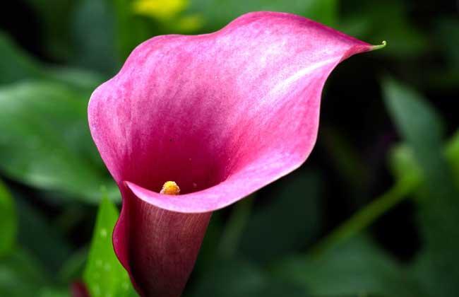 马蹄莲开花期间养护注意什么问题,彩色马蹄莲怎么养才开花快