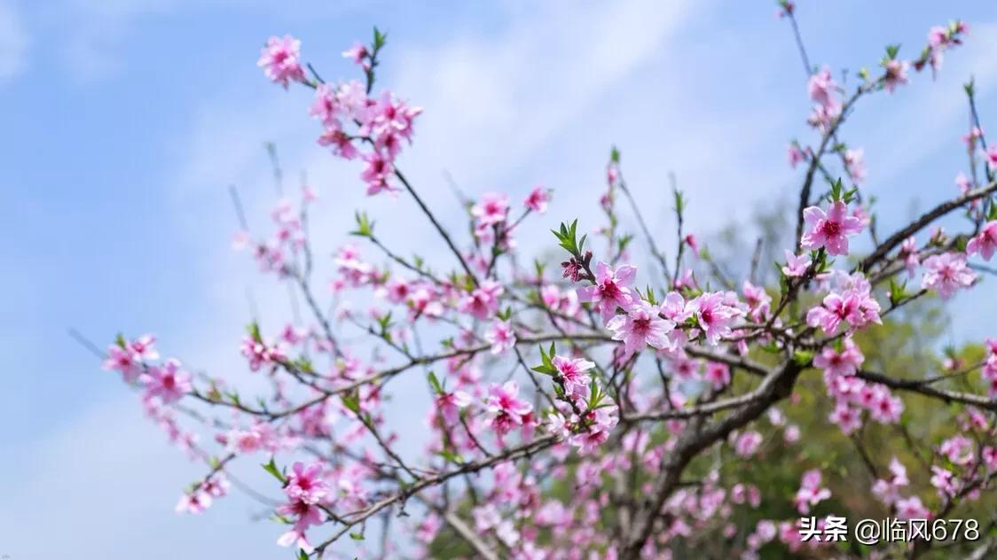 杭州丁桥千桃园,杭州皋亭山千桃园
